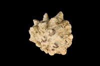 藏品(紫口岩螺)的圖片